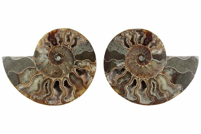 Cut & Polished Crystal-Filled Ammonite Fossil - Madagascar #364756